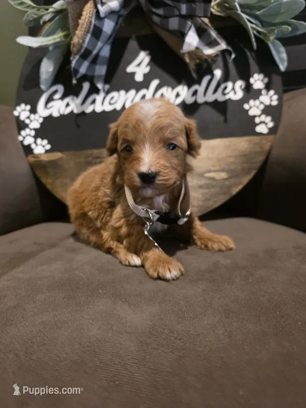 White collar  – Miniature Goldendoodle puppy for sale in Bristol, TN