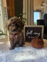 Sadie , a male Miniature Goldendoodle for sale in Bristol, TN – 6 of 10