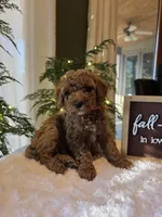 Benny , a male Miniature Goldendoodle for sale in Bristol, TN – 7 of 10