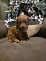 Red collar , a male Miniature Goldendoodle for sale in Bristol, TN – 8 of 10