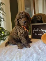 Charlie , a male Poodle - Miniature  for sale in Bristol, TN – 6 of 10