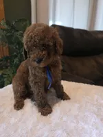 Bentley , a male Miniature Goldendoodle for sale in Bristol, TN – 8 of 10