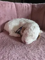 Mickey 🐾Mini , a male Miniature Goldendoodle for sale in Bristol, TN – 3 of 10