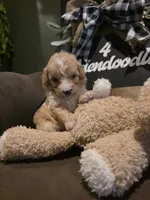 Black collar , a male Miniature Goldendoodle for sale in Bristol, TN – 6 of 10