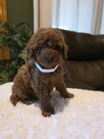 Joey , a male Miniature Goldendoodle for sale in Bristol, TN – 5 of 10