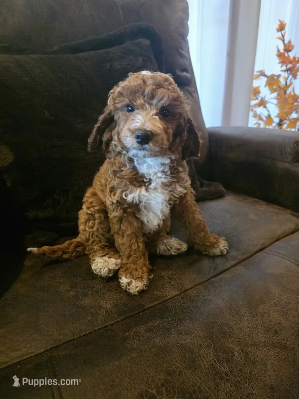Tux  – Poodle - Miniature  puppy for sale in Bristol, TN