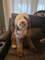 Nash , a male Miniature Bernedoodle for sale in Bristol, TN – 8 of 9