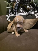 Black collar , a male Miniature Goldendoodle for sale in Bristol, TN – 10 of 10