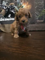 Red collar , a male Miniature Goldendoodle for sale in Bristol, TN – 5 of 10