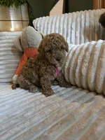 Gracie , a female Miniature Goldendoodle for sale in Bristol, TN – 4 of 10