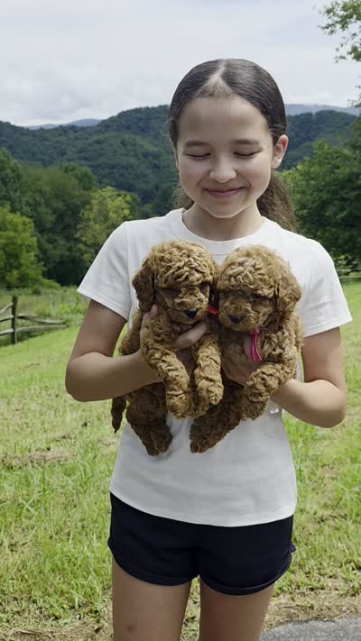Gracie , a female Miniature Goldendoodle for sale in Bristol, TN – 9 of 10