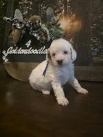 Blue collar micro mini , a male Miniature Goldendoodle for sale in Bristol, TN – 6 of 9