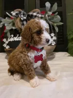 Romeo ✨️ Micro Mini, a male Miniature Goldendoodle for sale in Bristol, TN – Photo 7 of 10