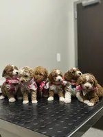 Romeo ✨️ Micro Mini, a male Miniature Goldendoodle for sale in Bristol, TN – Photo 8 of 10