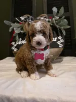 Romeo ✨️ Micro Mini, a male Miniature Goldendoodle for sale in Bristol, TN – Photo 1 of 10