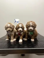 Romeo ✨️ Micro Mini, a male Miniature Goldendoodle for sale in Bristol, TN – Photo 9 of 10