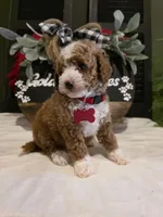 Romeo ✨️ Micro Mini, a male Miniature Goldendoodle for sale in Bristol, TN – Photo 3 of 10