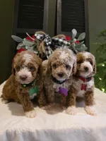 Romeo ✨️ Micro Mini, a male Miniature Goldendoodle for sale in Bristol, TN – Photo 10 of 10