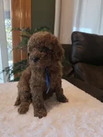 Bentley , a male Miniature Goldendoodle for sale in Bristol, TN – 4 of 10