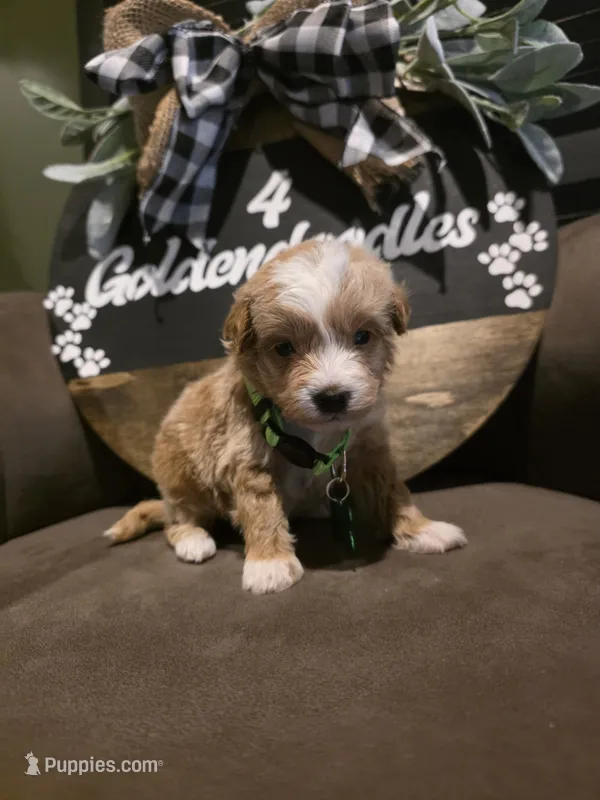 Green collar  – Miniature Goldendoodle puppy for sale in Bristol, TN
