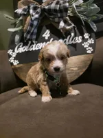 Green collar , a male Miniature Goldendoodle for sale in Bristol, TN – 1 of 10