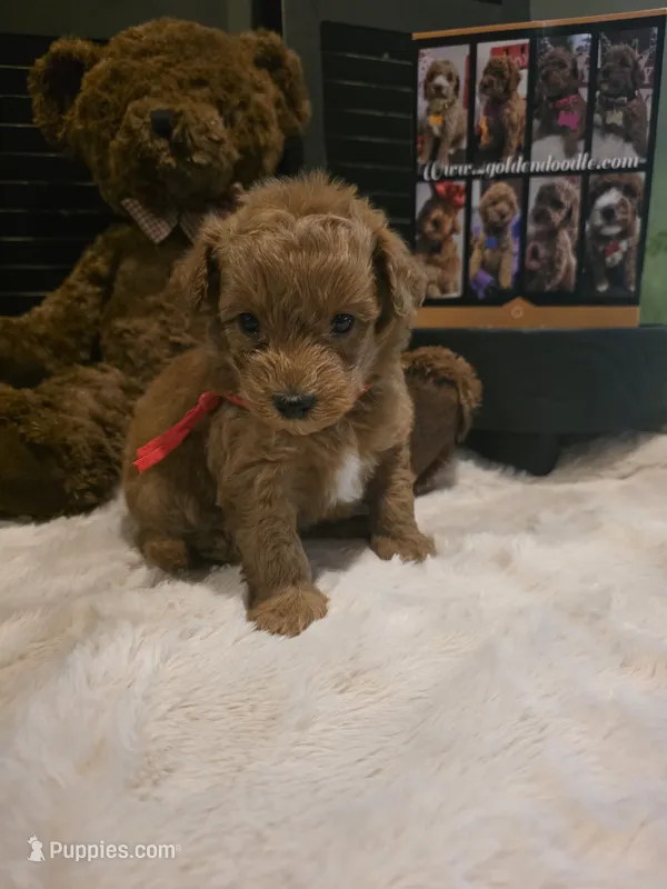 Red collar  – Miniature Goldendoodle puppy for sale in Bristol, TN
