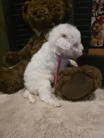 Pink girl , a female Miniature Goldendoodle for sale in Bristol, TN – 7 of 9