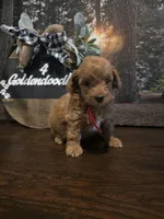 Red collar , a male Miniature Goldendoodle for sale in Bristol, TN – 8 of 10