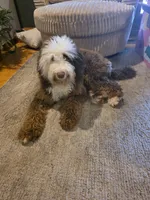 Nash , a male Miniature Bernedoodle for sale in Bristol, TN – 5 of 9