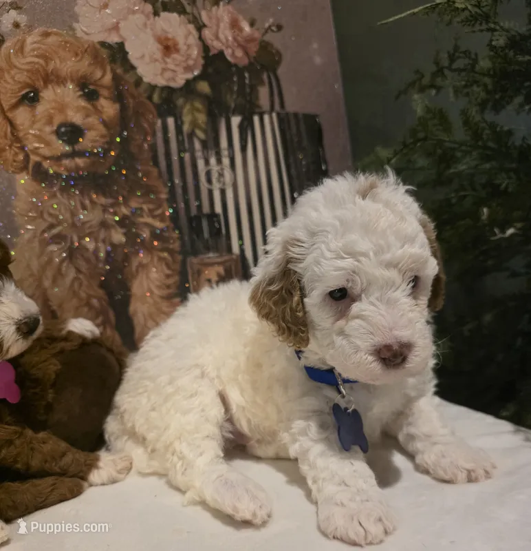 Mickey 🐾Mini  – Miniature Goldendoodle puppy for sale in Bristol, TN
