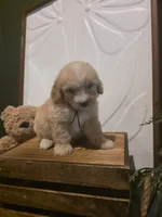 Black collar Micro Mini , a male Miniature Goldendoodle for sale in Bristol, TN – 5 of 7