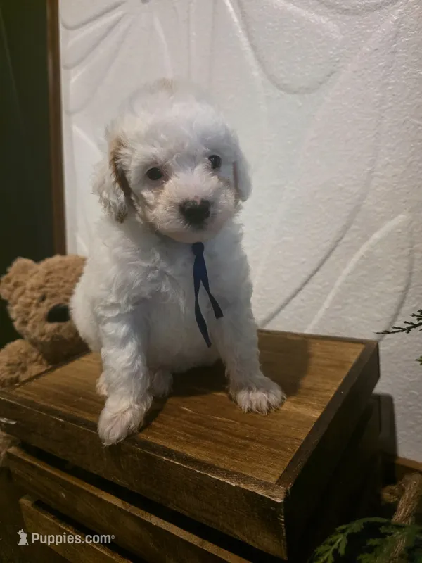 Blue collar micro mini  – Miniature Goldendoodle puppy for sale in Bristol, TN