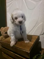 Blue collar micro mini , a male Miniature Goldendoodle for sale in Bristol, TN – 1 of 9