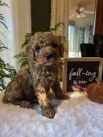 Benny , a male Miniature Goldendoodle for sale in Bristol, TN – 9 of 10