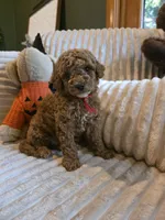 Cooper , a female Miniature Goldendoodle for sale in Bristol, TN – 2 of 10
