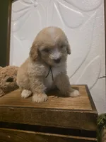 Black collar Micro Mini , a male Miniature Goldendoodle for sale in Bristol, TN – 2 of 7