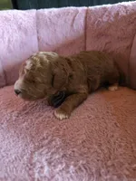 Minnie 🐾 Mini , a female Miniature Goldendoodle for sale in Bristol, TN – 10 of 10