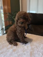 Bentley , a male Miniature Goldendoodle for sale in Bristol, TN – 9 of 10