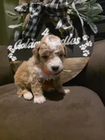 Orange collar , a male Miniature Goldendoodle for sale in Bristol, TN – 6 of 10