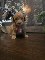 Red collar , a male Miniature Goldendoodle for sale in Bristol, TN – 9 of 10