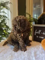 Charlie , a male Poodle - Miniature  for sale in Bristol, TN – 10 of 10