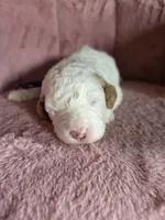 Mickey 🐾Mini , a male Miniature Goldendoodle for sale in Bristol, TN – 9 of 10