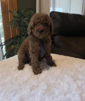 Bentley , a male Miniature Goldendoodle for sale in Bristol, TN – 6 of 10