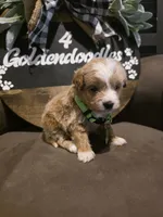 Green collar , a male Miniature Goldendoodle for sale in Bristol, TN – 8 of 10