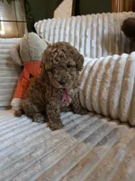 Gracie , a female Miniature Goldendoodle for sale in Bristol, TN – 5 of 10