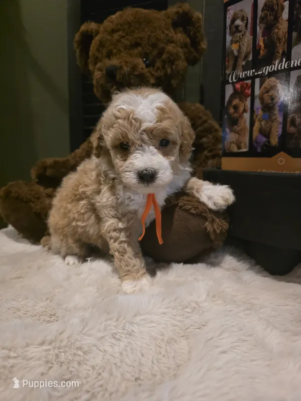 Orange collar  – Miniature Goldendoodle puppy for sale in Bristol, TN