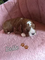 Belle 🐾 Mini , a female Miniature Goldendoodle for sale in Bristol, TN – 3 of 10
