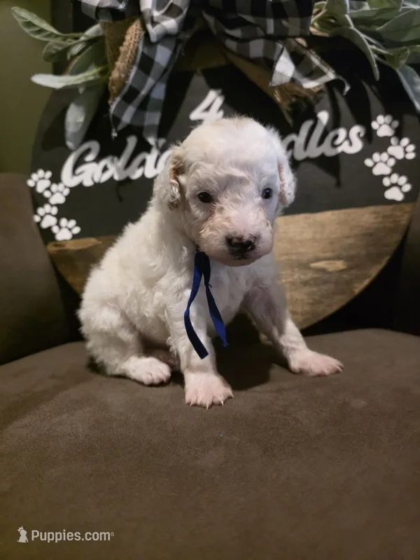 Blue collar  – Miniature Goldendoodle puppy for sale in Bristol, TN