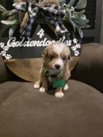 Green collar , a male Miniature Goldendoodle for sale in Bristol, TN – 4 of 10