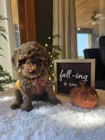 Sadie , a male Miniature Goldendoodle for sale in Bristol, TN – 2 of 10